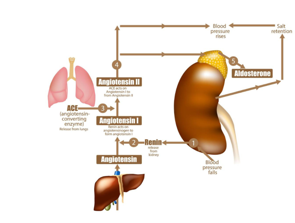 RASinhibitorsanesthesia e1711383563562